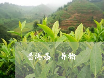 普洱茶 异物/2023042857130